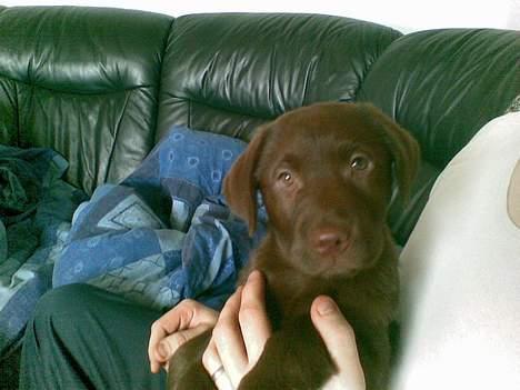 Labrador retriever <3Ganto<3 *Død* - se mig, jeg er sød billede 2