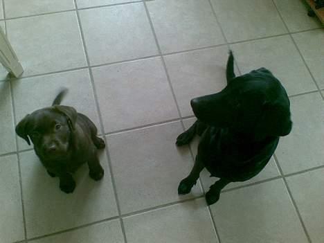 Labrador retriever <3Ganto<3 *Død* - her sidder jeg sammen med min søster Molly billede 3