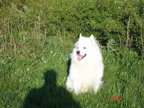 Samojedhund BAMSE. R.I.P (død 25/2 08 - Ja, så sidder jeg her på bjerget igen og blir´ fotograferet billede 17