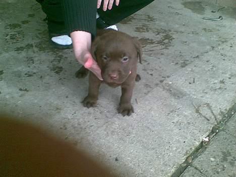 Labrador retriever <3Ganto<3 *Død* - her er jeg kun 6 uger. (første gang vi så ham) billede 4