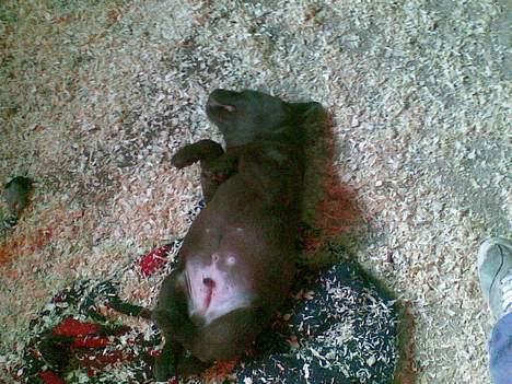 Labrador retriever <3Ganto<3 *Død* - det er så mig, når jeg rigtig slapper af billede 5