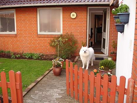 Samojedhund BAMSE. R.I.P (død 25/2 08 - uhaa  det dufter godt, der er damer i luften.. billede 18