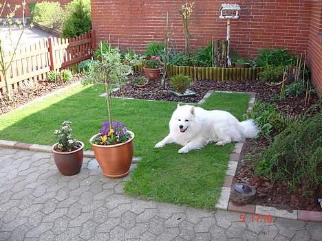 Samojedhund BAMSE. R.I.P (død 25/2 08 - Dovner lige på græsset og nyder det er forår... billede 19