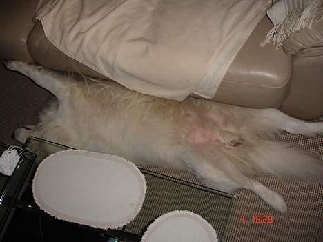 Samojedhund BAMSE. R.I.P (død 25/2 08 - tar´lige en halv time på ryggen... billede 20