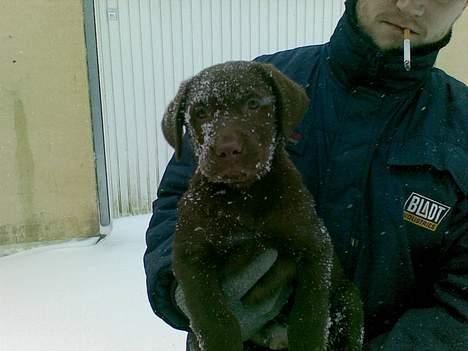 Labrador retriever <3Ganto<3 *Død* - her oplever jeg så mit første sne. billede 6