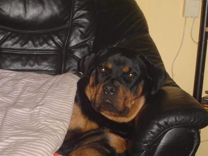 Rottweiler Laika - Ja får mig lige en lur *S* er 11 mdr  gammel billede 1
