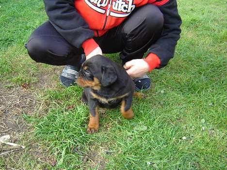 Rottweiler Laika - Er klar at angribe mine søskende!! billede 2