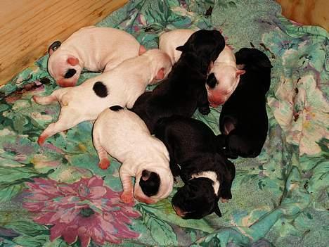 Fransk bulldog Futte - Futtes flotte kuld hvalpe.. billede 19