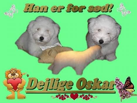 Coton de tulear Oskar - Prøv lige at se et flot billede Melina har lavet af mig. 1000 tak for det hun er så dygtig. billede 16