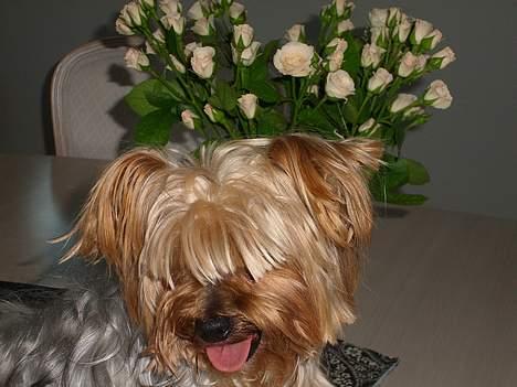 Yorkshire terrier Miss Mille billede 8