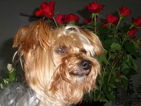 Yorkshire terrier Miss Mille billede 9