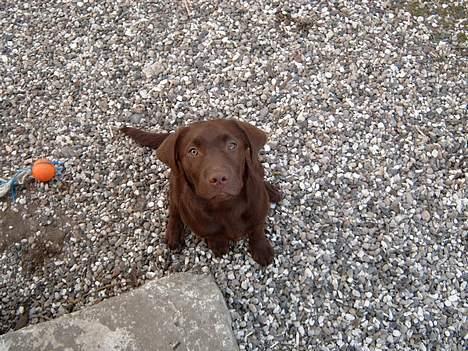 Labrador retriever <3Ganto<3 *Død* billede 7