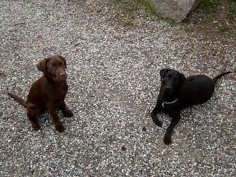 Labrador retriever <3Ganto<3 *Død* - Mig og Søs billede 9