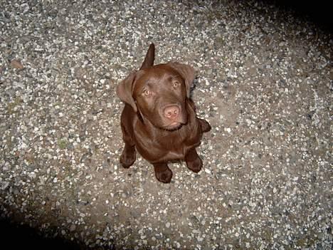 Labrador retriever <3Ganto<3 *Død* billede 10