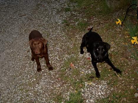 Labrador retriever <3Ganto<3 *Død* - Mig og Søs igen billede 11