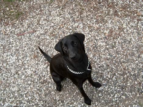 Labrador retriever <3Molly<3 billede 5