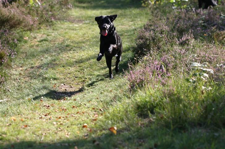 Labrador retriever <3Molly<3 - Juhuu billede 6