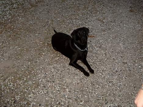 Labrador retriever <3Molly<3 billede 7