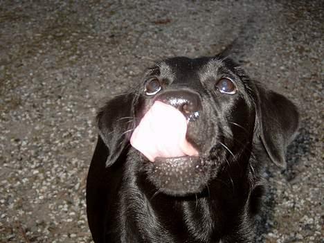 Labrador retriever <3Molly<3 billede 8