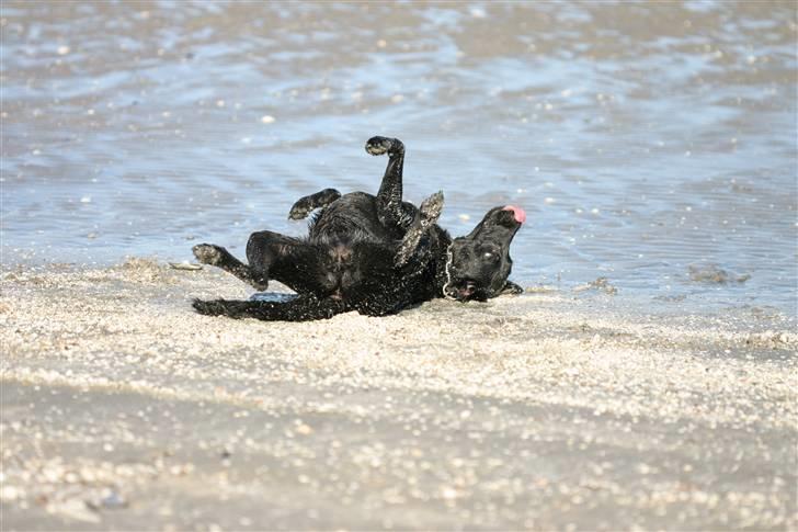 Labrador retriever <3Molly<3 - Rooling billede 9