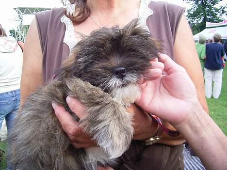 Lhasa apso pusle - pusle var til konkurence om danmarks sødeste hund i kildeparken i Ålborg billede 4