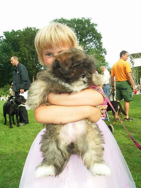 Lhasa apso pusle - nyder det billede 5