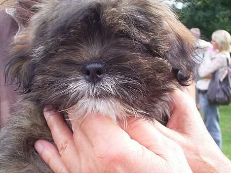 Lhasa apso pusle - alle folk ville røre,kæle,nusse og løfte mig,men det havde jeg slet ikke noget imod billede 6