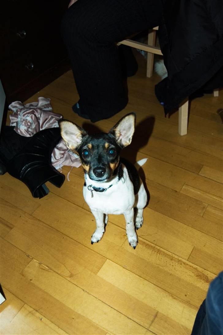 Dansk svensk gaardhund Tumle - Tumle 2 uger gammel billede 1