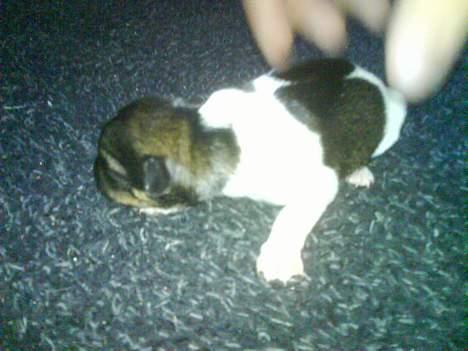 Dansk svensk gaardhund Tumle - Tumle 2 dage gammel billede 2