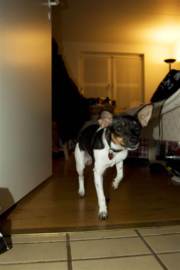 Dansk svensk gaardhund Tumle - Tumle 2 dage gammel billede 3