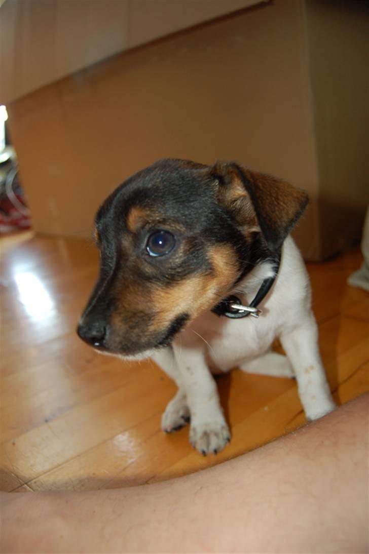 Dansk svensk gaardhund Tumle - Tumle 2 dage gammel billede 4