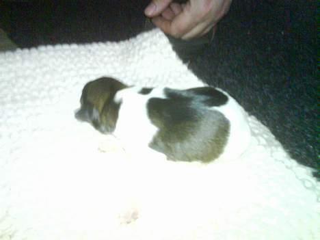 Dansk svensk gaardhund Tumle - Tumle 2 dage gammel billede 5