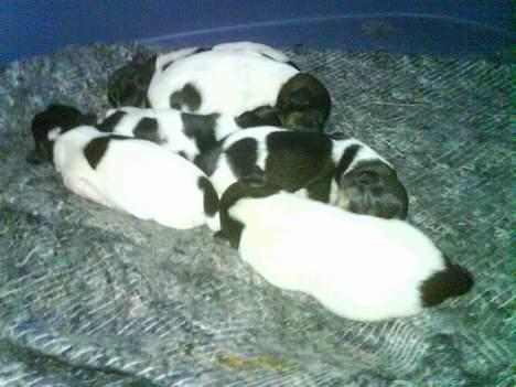 Dansk svensk gaardhund Tumle - Tumle 2 dage gammel billede 6