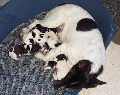 Dansk svensk gaardhund Tumle - Tumle 2 dage gammel billede 7