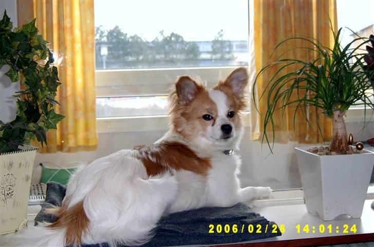 Blanding af racer simba - Simba løvernes konge billede 1