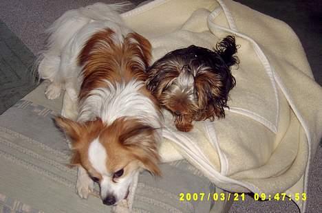 Blanding af racer simba - Simba og hans store tålmodighed. Mormors hvalp der kravler overalt på ham billede 2