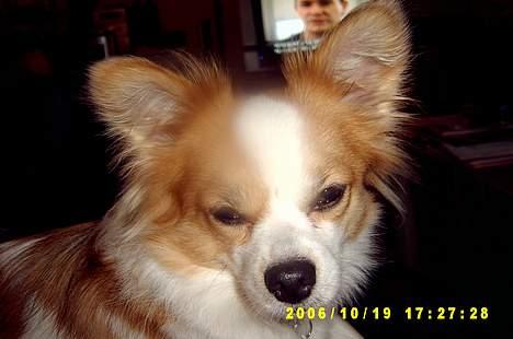 Blanding af racer simba - En hård dag. Simba parat til at gå i seng billede 3