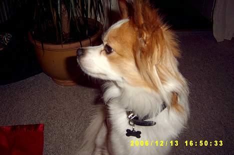 Blanding af racer simba - Man ser også godt ud i profil billede 4