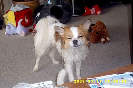 Blanding af racer simba - Simba har været en tur i bad billede 5