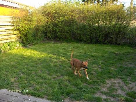 Staffordshire bull terrier Boss * R I P * <3 - nyt 14.04.07 billede 14