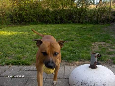 Staffordshire bull terrier Boss * R I P * <3 - nyt 14.04.07 billede 15