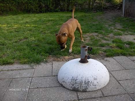 Staffordshire bull terrier Boss * R I P * <3 - nyt 14.04.07 billede 16