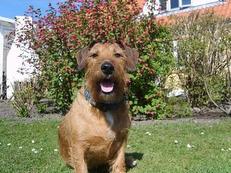 Gravhund luis  - luis kigger på den sjove hund billede 1