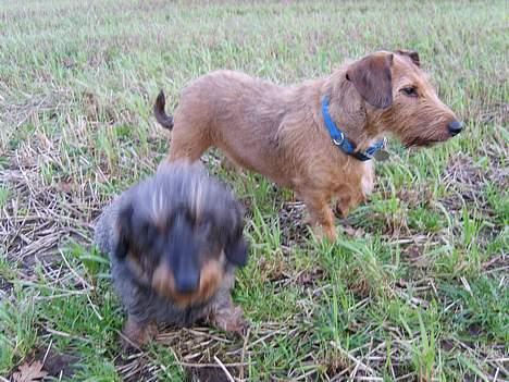 Gravhund luis  billede 2