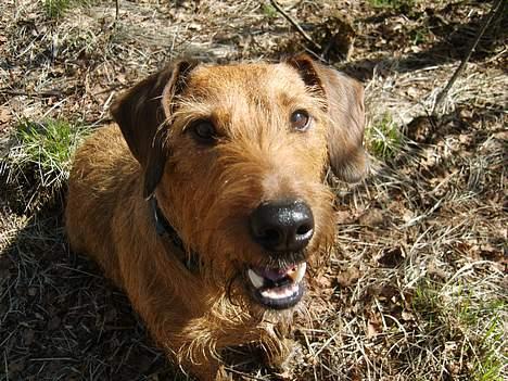 Gravhund luis  billede 3