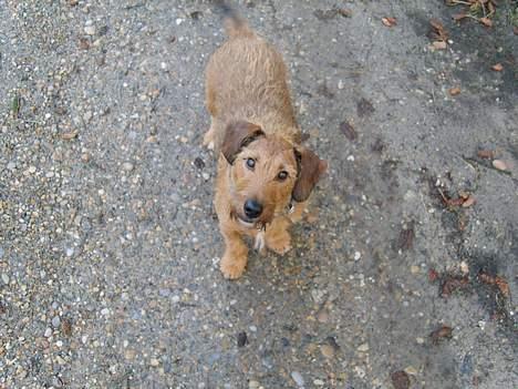 Gravhund luis  billede 4