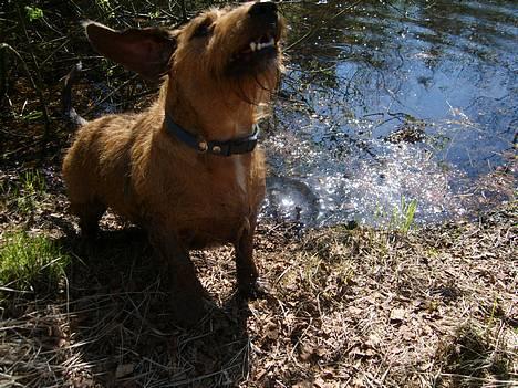 Gravhund luis  - uha grimme mand billede 5