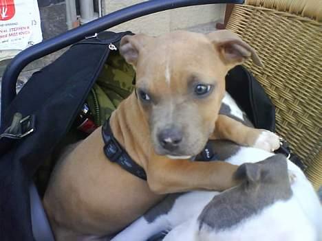 Amerikansk staffordshire terrier Kovu billede 1