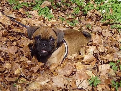 Blanding af racer Magnus - En tur i skoven... billede 10