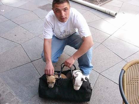 Amerikansk staffordshire terrier Kovu billede 2